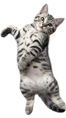 Cute American Shorthair cat lying on back and showing belly isolated on white or transparent background, png clipart, design element. Easy to place on any other background.