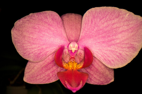 Orchidee