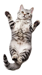 Fototapeta premium Cute American Shorthair cat lying on back and showing belly isolated on white or transparent background, png clipart, design element. Easy to place on any other background.