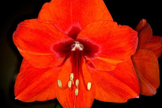 Amaryllis