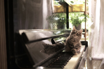 Cinematic, cat looks at camera. kitty sits on vintage old piano, beautiful domestic cat. Kurilian...