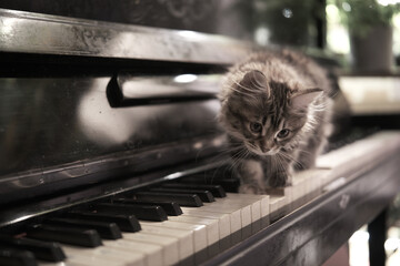 Cinematic cute kitty walks on piano keys. Concept of happy lovely adorable pets and music.