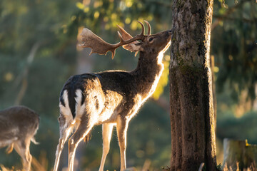 Deer buck in the sunlight of the golden hour