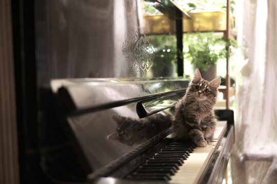 Cinematic, cat looks at camera. kitty sits on vintage old piano, beautiful domestic cat. Kurilian Bobtail breed. Close-up home interior. Cute purebred long haired kitty