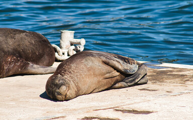 sea lion sleeps peacefully while basking in summer sunshine