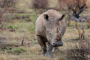 Obraz premium white rhino in the wild