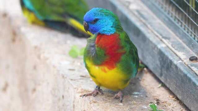 A dwarf parrot grooming it self on a sunny day