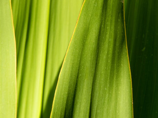 close up of leaves