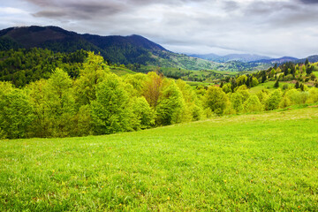 grassy alpine meadow on the hill. mountainous rural landscape of ukraine in spring. carpathian countryside scenery on an overcast day