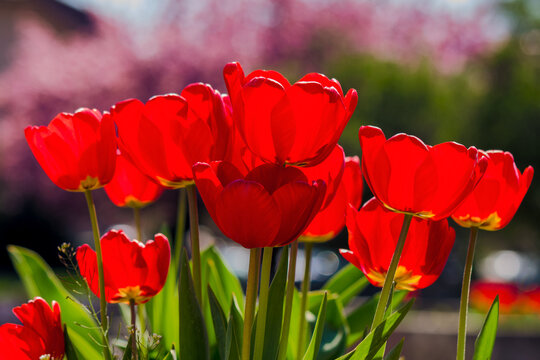 bunch of red tulip flowers blooming in the park. beautiful nature background of a flowerbed in spring on a sunny day