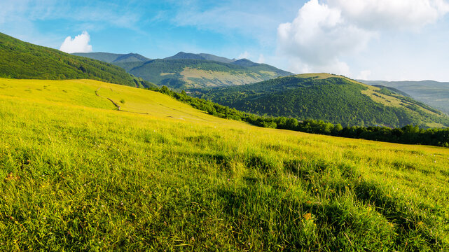 carpathian countryside scenery on a sunny summer morning. grassy rural pasture on the hill. mountain range in the distance