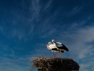 storks in a nest under blue sky
