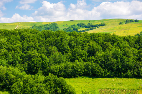 forest on the grassy slopes of pikui mountain, ukraine. wonderful nature scenery of carpathian landscape in summer