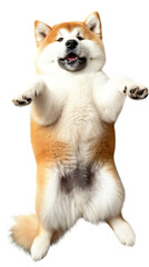 Funny Akita dog lying on back isolated on white or transparent background, png clipart, design...