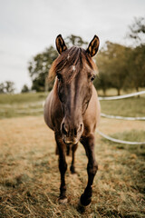 Obraz premium Ein braunes Pferd auf einer Weide