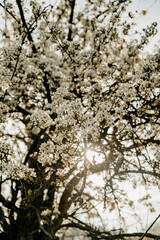 Fototapeta premium Blühender Baum im Frühling unter blauem Himmel