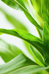 Fototapeta premium Verdant Corn Stalks isolated on white background with copy space. Simple Close-up of green corn stalk leaves, with a play of light and shadow highlighting their texture.