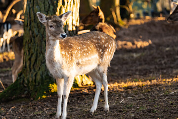 Close up of a female deer in the golden hour sunlight