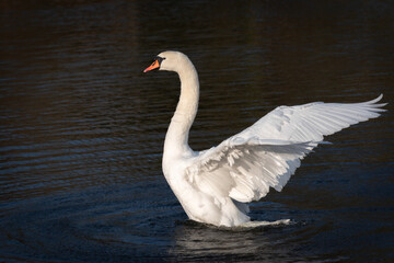 An adult mute swan (Cygnus olor) flaps its wings in the water. - 745295924