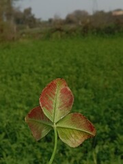 Red and green combination of trifolium hybridum plant leaf or green and red combination of Alsike Clover