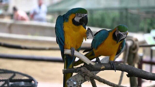 4k video of parrots sitting on branches being naughty and picking at each other showing their beautiful plumage 