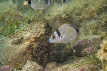 Common two-banded seabream (Diplodus vulgaris), Alghero, Sardinia, italy
