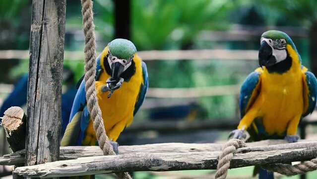 4k video of parrots sitting on branches being naughty and picking at each other showing their beautiful plumage 