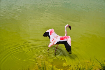 A beautiful pink colored lesser flamingo takes off from the nutrient rich alkaline waters of Lake...