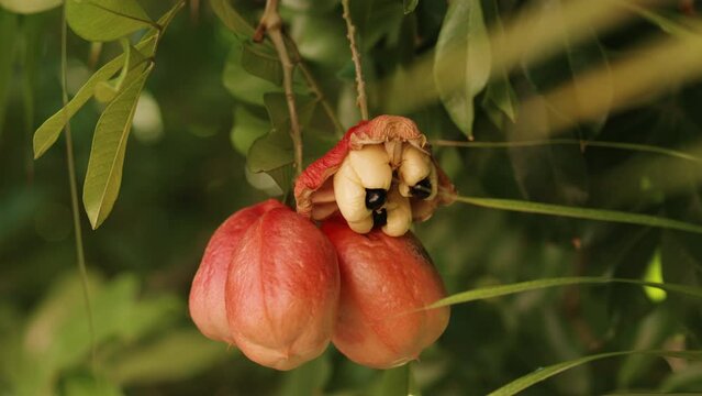 Ackee on a tree. Jamaican national fruit.