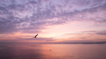 Zelfklevend Fotobehang A pan photo of seagull at the sunrise © cemkurtulus