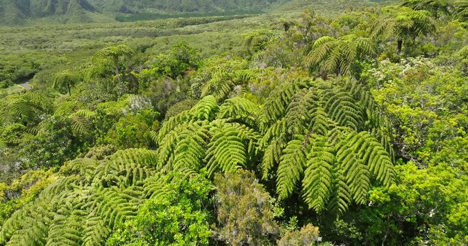 Forest in Reunion island amazing trees aerial view  