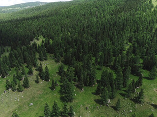 Aerial view of a green mountain landscape sprawling beautiful coniferous forest. 