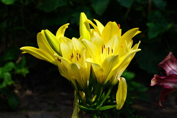 A bright variety of lily flowers.