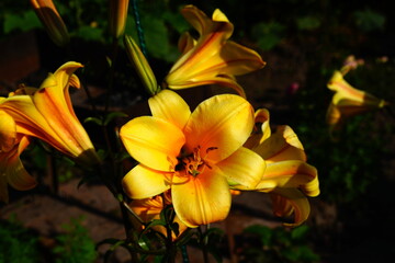 Fototapeta premium A bright variety of lily flowers.