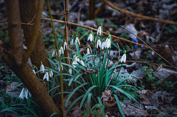 Snowdrops in the spring, first flowers in the spring, green color photo with a bokeh