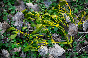 Christmas mistletoe fallen on the ground in winter time