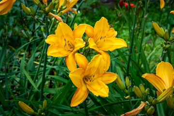 Fototapeta premium A bright variety of lily flowers.