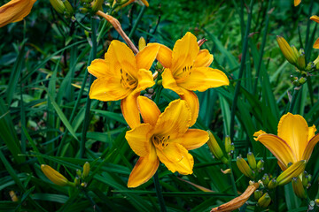 A bright variety of lily flowers.