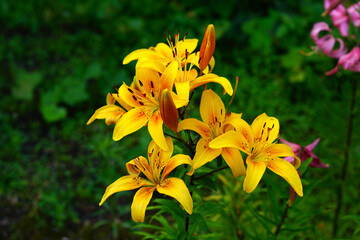 A bright variety of lily flowers.