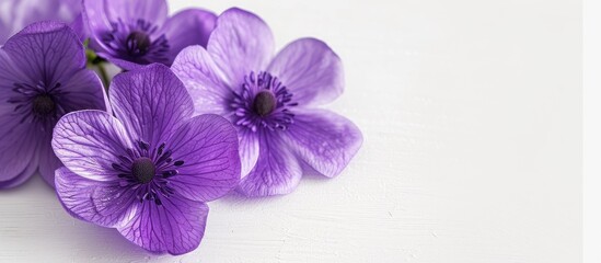 A cluster of vibrant purple flowers stands out against the clean, white surface of a table. The bright colors contrast beautifully with the simplicity of the background, creating a striking visual