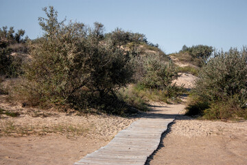 Path made of boards among the sand. Among the dunes there is a path made of boards. Green bushes on sand dunes and a path to the beach.