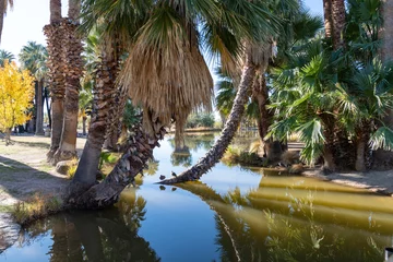 Fototapeten Naturpark Agua Caliente Regional Park, a desert oasis in Tucson Arizona  © MelissaMN