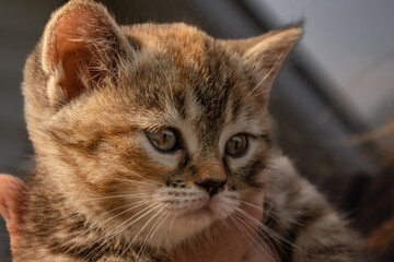 Cute Adorable Female Torbie Coat Fur Coloured Mixed Breed Kitten Being Held by Person with Beautiful Gold Eyes