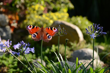Schmetterling 1124 © K.-U. Häßler
