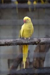 yellow parrot