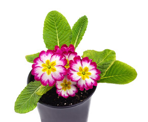 Primula in a pot.