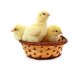 Chickens in the basket.