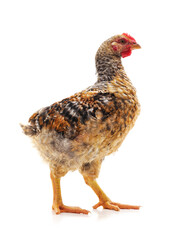 One young chick.