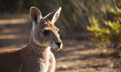 Obraz premium Closeup of a kangaroo in the field