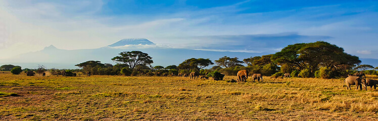 A picture perfect classic image of a herd of elephants moving across the savanna plains in the shadow of Mount Kilimanjaro in the bright morning sun at Amboseli National Park, Kenya